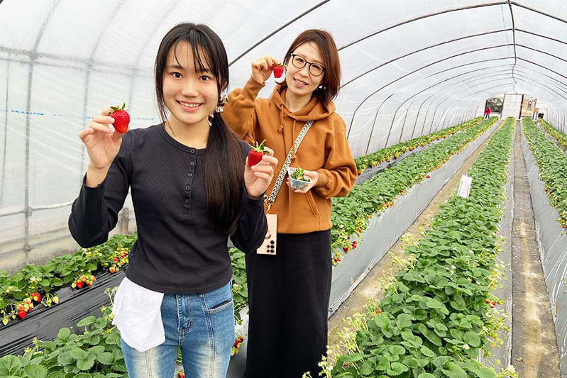 いろんな品種の苺を楽しんでね
