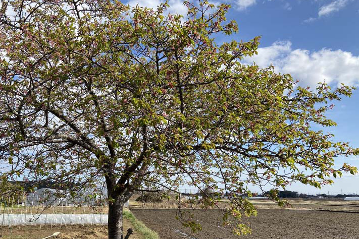 ハウス前の河津桜