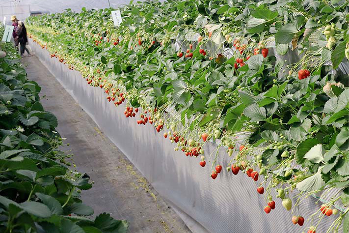 高設栽培のハウス