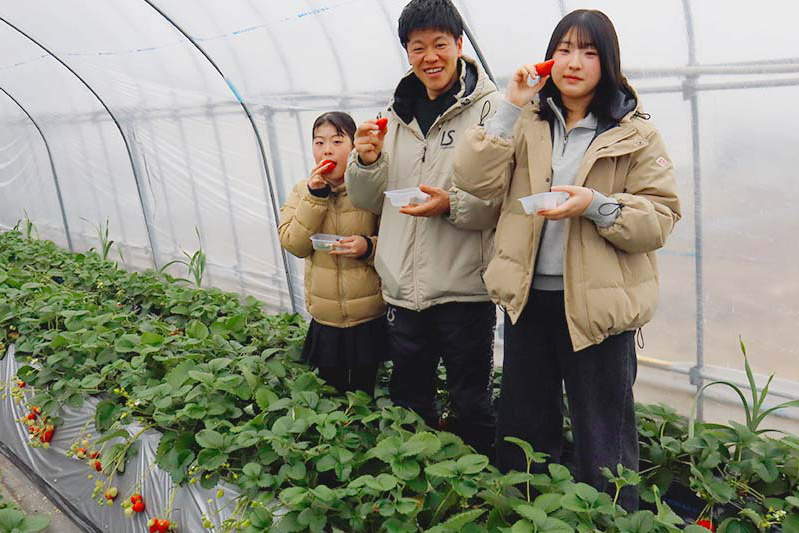 苺狩りは楽しい家族イベント