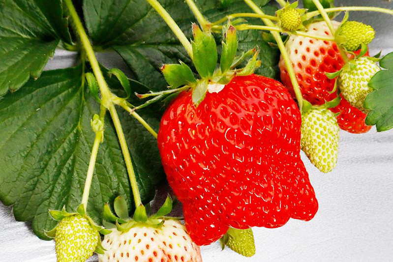 ごっつい大きな苺も見つかるかも