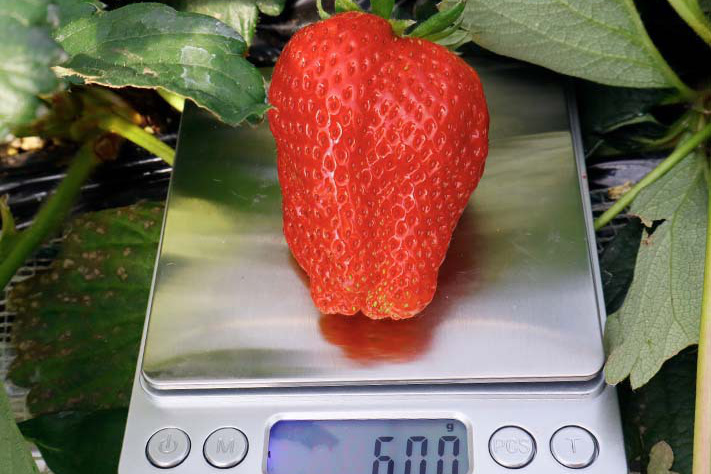 ６０グラムの大粒苺