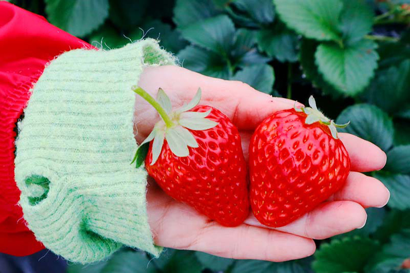 苺は何より可愛いよね
