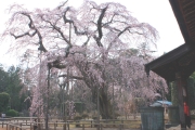 長光寺のしだれ桜がもうすぐ満開