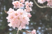 門の脇の桜は満開でした