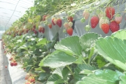 高設栽培のハウスにもたくさん苺がなっています