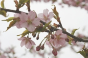 川津桜も葉桜になりました