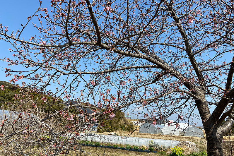 ハウス前の河津桜が咲き始めそう