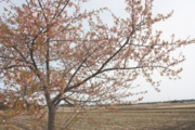 受付前の河津桜は葉桜になりました