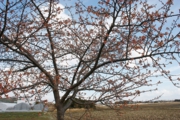 今年は河津桜が咲くのが早いみたい